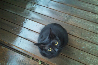大雨だにゃ