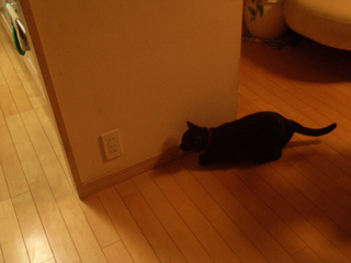 待ち伏せ